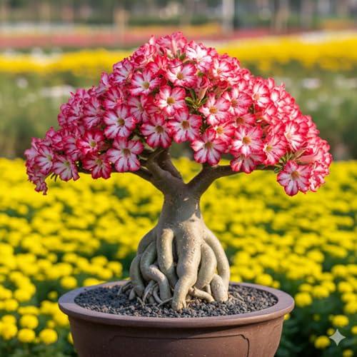 Desert Rose Adenium Live Plant, Hybrid Multicolour Grafted Desert Rose for Home Garden Indoor And Outdoor Without Pot (Pack Of 1) - Generic Lawn & Patio